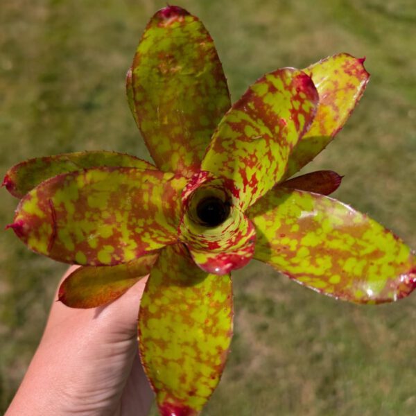 Neoregelia Winnie the Pooh 3