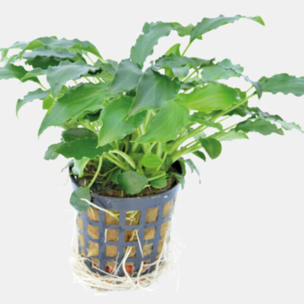 OGLOTTIS_PRIETOI_5_CM_POT_00690