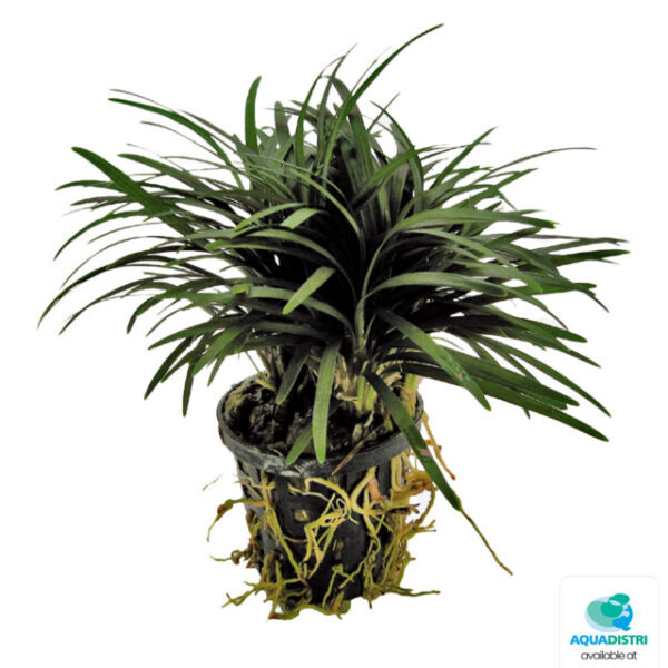 OPHIOPOGON_KYOTO_5_CM_POT_5ce36