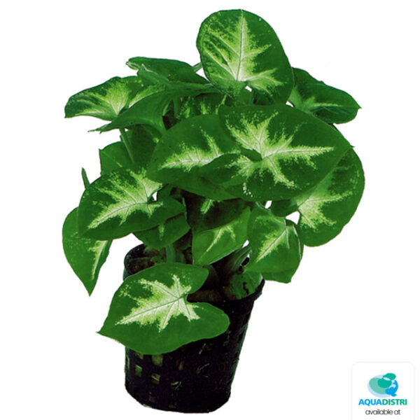 P-SYNGONIUM_PIXII_5CM_POT_4ba4e