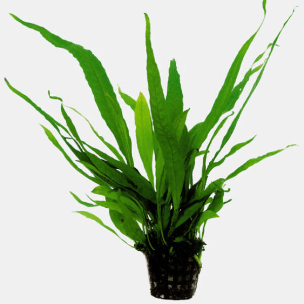 ROSORUM_PTEROPUS_5_CM_POT_fcd7a