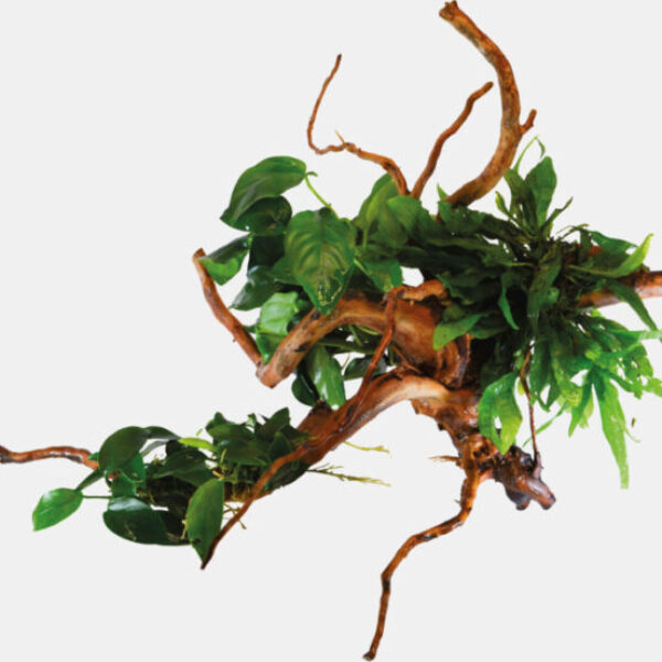 R_WOOD_SIZE_S_MET_PLANTEN_59cbf