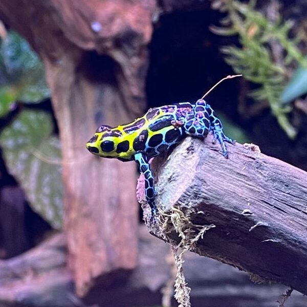 Ranitomeya Variabilis (1)