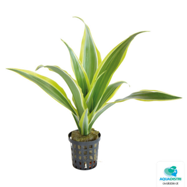 _SANDERIANA_GEEL_5_CM_POT_ecb4c