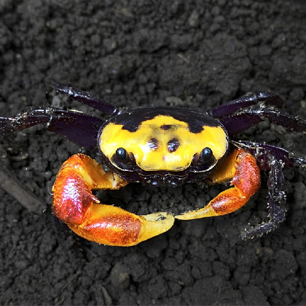 SCANDARMA SPLENDIDUM