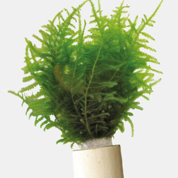 SICULARIA_DUBYANA_ECO_BOS_c3592