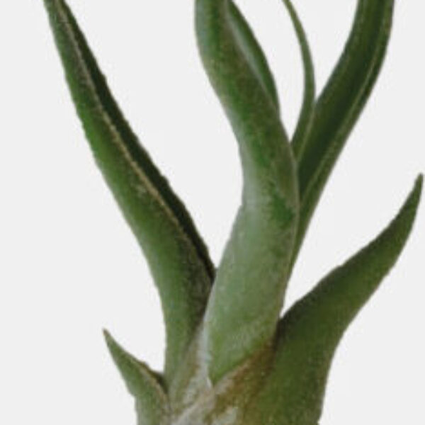 T-TILLANSIA_CAPUT_MEDUSAE_c44f3