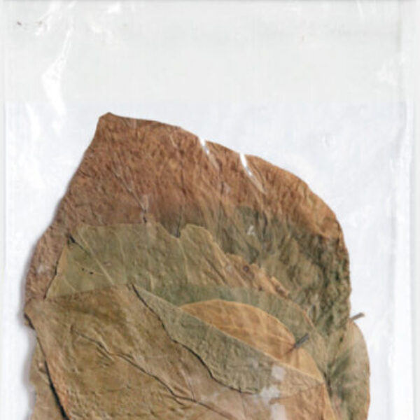 TAT_DADAP_LEAVE_10X_FRONT_a9656