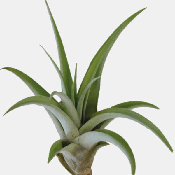 -TILLANSIA_CAPITATA_PEACH_d570c