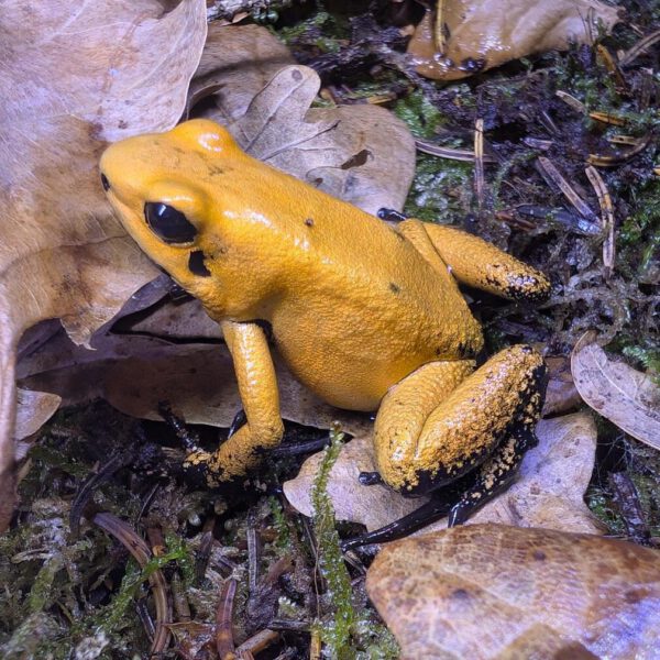 Terribilis orange blackfoot 4