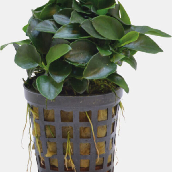 UBIAS_NANA_BONZAI_5CM_POT_586dc