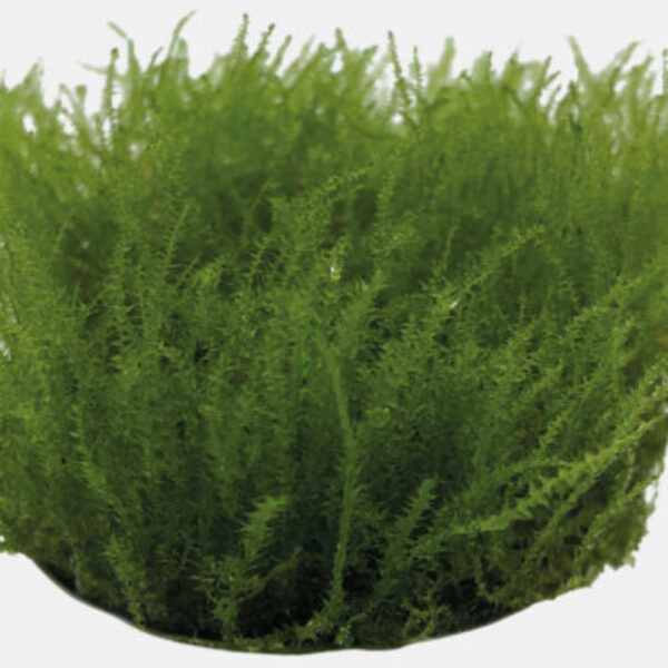 W_58_LEPTODICTYUM_RIPARUM_8aeb2