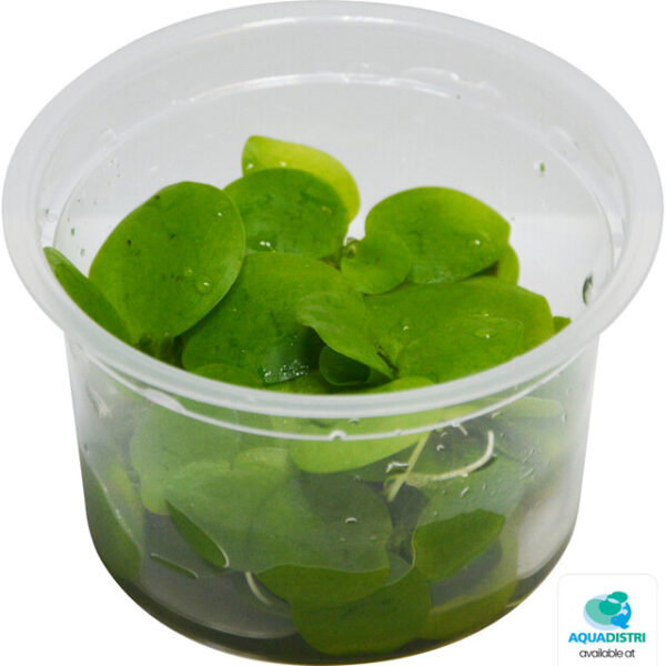 mnobium_leavigatum_in_cup_7ad20