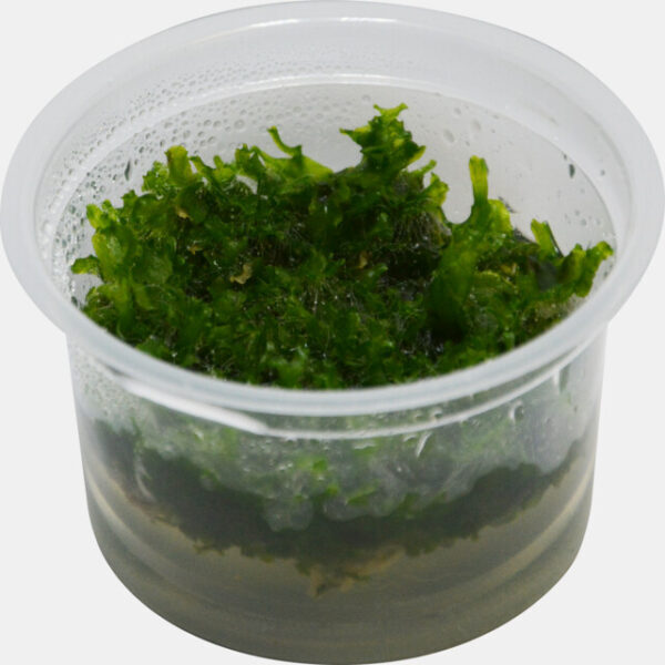 nosolenium_tenerum_in_cup_c2912